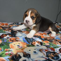 Blue collar Male - Black tan and white male Beagle puppy in Fontana, California from JLB Beagles & MBT