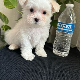 Lilo - Maltese puppy from Lizeth's Pups