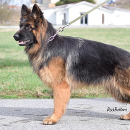 German Shepherd All Grown Up from Rock Bottom Ranch