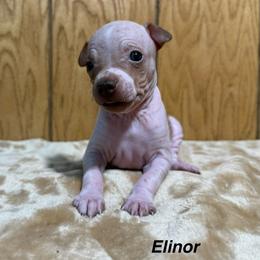 Elinor - White and chocolate female American Hairless Terrier puppy in Buckingham, Illinois from Gaus Hof