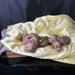 Boy 2 - Red male Cocker Spaniel puppy in Bonsall, California from CuttinBlue Farms