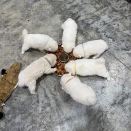 American Eskimo Dog puppies from Mauzey Eskies