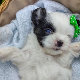 Companion Cross, Havanese, Mal-Shi, Maltese, Maltipoo, Morkie, and Shih Tzu Puppies from Seeking Shalom Acres Maltese, Maltipoos & Havamalts