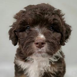 Vera - Red phantom female Aussiedoodle puppy in Vinemont, Alabama from Cotton Country Kennels