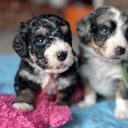 Bernedoodle and Cavapoo Puppies from Cavapoo Acres