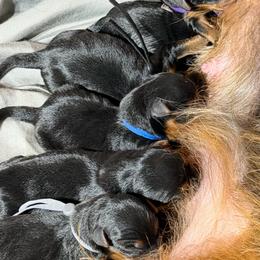 Boy 1 - Blue and tan male Australian Terrier puppy in Illinois from Djinda Australian Terriers
