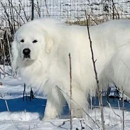 Great Pyrenees from Polar Light Great Pyrenees