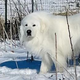 Great Pyrenees from Polar Light Great Pyrenees