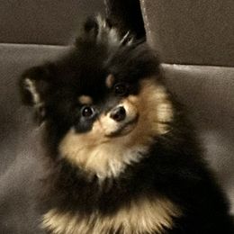 Tori - Pomeranian