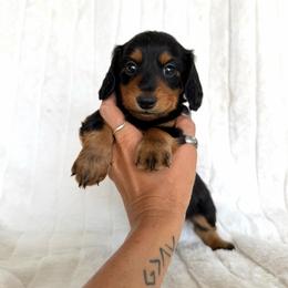 Black and tan girl - Black and tan female Dachshund puppy in Wilton, California from Ranch Raised Doxies