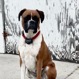 Boxer All Grown Up from Magen's Boxers