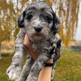 Maui - Blue merle female Bernedoodle puppy in Horseshoe Bend, Idaho from Over the Moon Poodles and Doodles