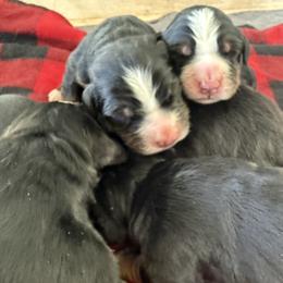 Boy 3 - Black tan and white male Bernese Mountain Dog puppy in Loveland, Colorado from Grateful Bernese & Gage's Goldens
