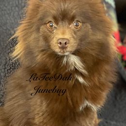 Junebug - Pomeranian