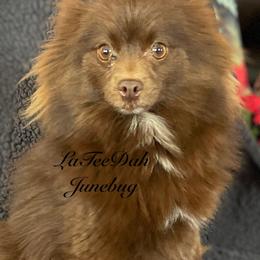 Junebug - Pomeranian