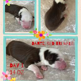 Dante - Red tri-color male Australian Shepherd puppy in Marshall, Virginia from Greywood Farm Aussies