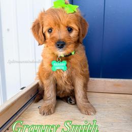 Granny smith - Red  female Goldendoodle puppy in West Haven, Utah from Split Mountain Doodles