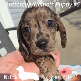 Puppy 5 - Dapple male Dachshund puppy in Anamosa, Iowa from Melsh Precious Pets