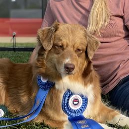 Cavvy - Australian Shepherd