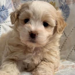 Cooper - Cream male Maltipoo puppy in Bakersfield, California from Silvia's Maltipoos