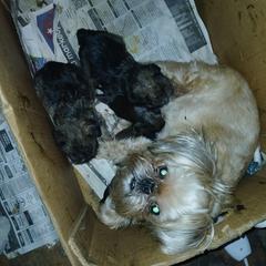 Brussels Griffon Puppies from Carol's Brussels Griffon