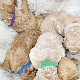 Poodle Puppies from Serene Arenas' Standard Poodles