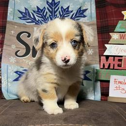 Girl 3 - Red merle and white female American Corgi puppy in Portland, North Dakota from Sliding stop corgis
