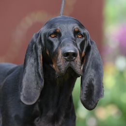 Maggie - Black and Tan Coonhound