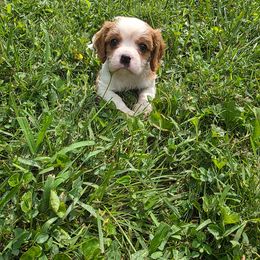 Oliver - Blenheim male Cavalier King Charles Spaniel puppy in Pennsylvania from Julie's Cavalier King Charles Spaniels