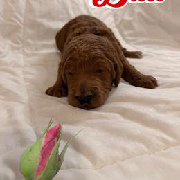 Bud - Red  male Poodle puppy in Sheridan, California from Renegade Standard Poodles