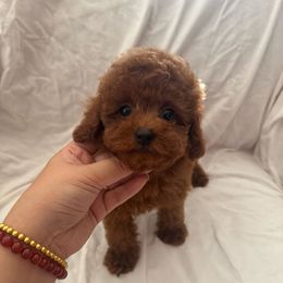 Ruby(AKC) - Red  female Poodle puppy in Moreno Valley, California from Yanni's Poodle