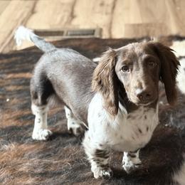 Boone - Dachshund