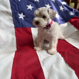 LILO- pink - White female Miniature Schnauzer puppy in Littleton, Colorado from Wahl 2 Wahl Schnauzers