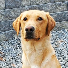 Rascal - Labrador Retriever