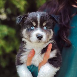 Kauai - Black and white male Pomsky puppy in Cleveland, Ohio from Lake Point Pomskies
