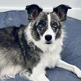 Border Collies from Gayle York's Border Collies
