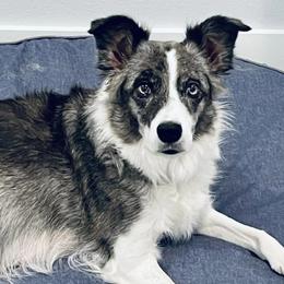 Border Collies from Gayle York's Border Collies