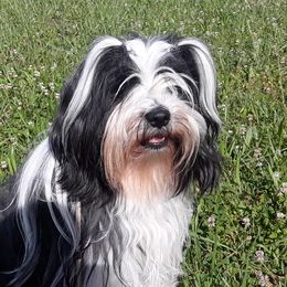 Figgy - Tibetan Terrier
