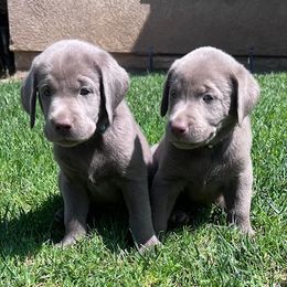 Stassi - Labrador Retriever