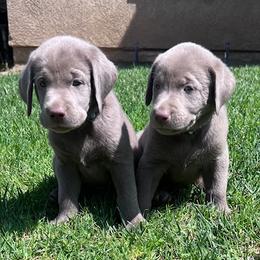 Stassi - Labrador Retriever