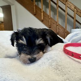 Pink puppy - Black and silver female Miniature Schnauzer puppy in Golden Ridge, Montana from Miniature Schnauzers