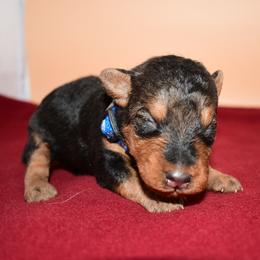 Siren - Black and tan male Welsh Terrier puppy in Draper, Virginia from Shady Oaks WFT
