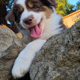 Chedder - Red tri-color male Miniature American Shepherd puppy in Santa Rosa, California from BennettValleyAussies