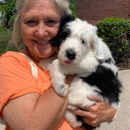 Sheepadoodle Puppies from Narrow Path Puppies