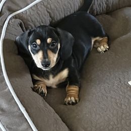 Dachshund Puppies from Empire's Dachshunds