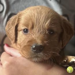Chartreuse, tennis ball - Dark golden female Golden Retriever puppy in Fisher, Illinois from Fidei Family Farms