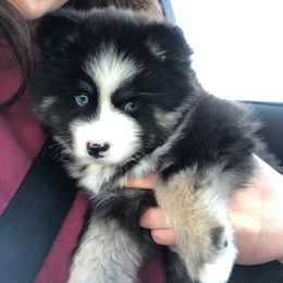 Pomsky Puppies from Kingdom Pomskies