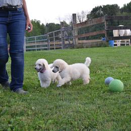 Poodle Puppies from D and D Standard Poodles
