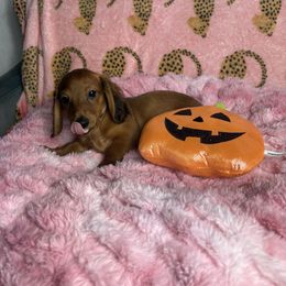 Dan - Sable male Dachshund puppy in Lake City, Florida from My Ditzy Doxies of Florida