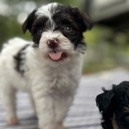 Chocolate chip - Parti female Schnoodle puppy in Quitman, Texas from Wright Doodles